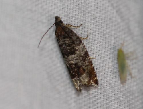 Réf. 326 176 : Ancylis achatana